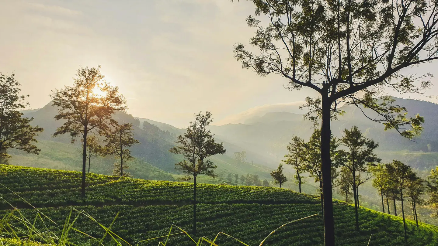 Misty hill country tea estates