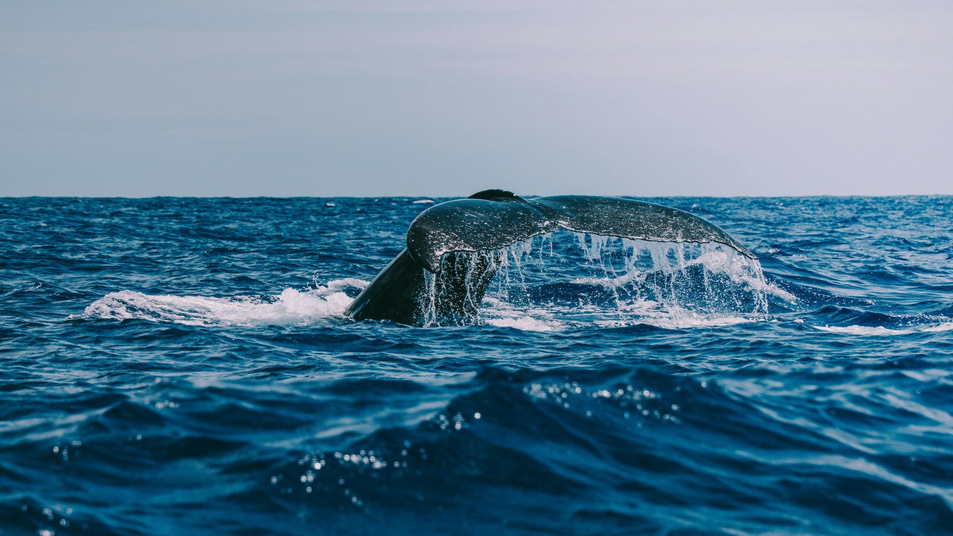 Blue whale off Mirissa Sri Lanka